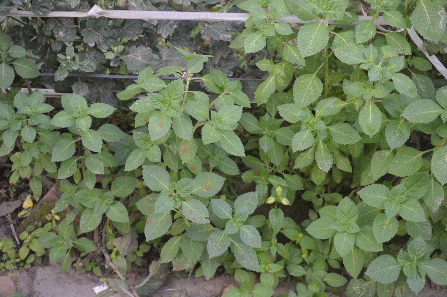 Ocimum gratissimum ? eFlora of India